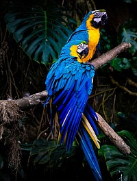 Bridlington Parrot Sanctuary