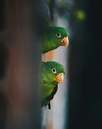 Handrearing Parrots